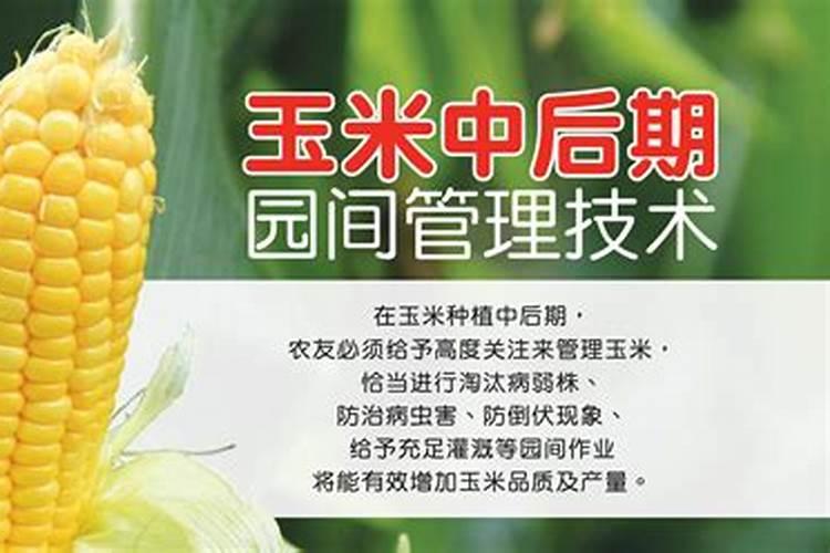 黄金季节里的绿色守护：玉米中后期的田间管理技术