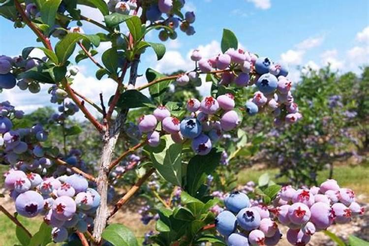 蓝莓高产种植的秘诀：深翻整地、土壤管理与施肥灌水技巧