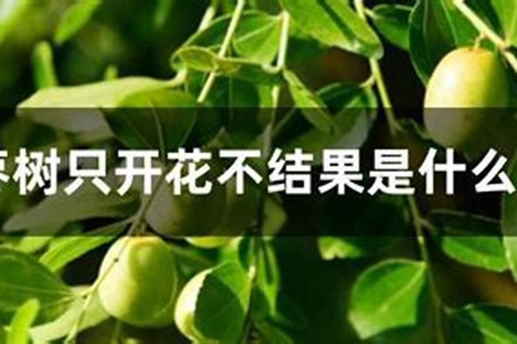 杨桃树只开花不结果，是什么原因？