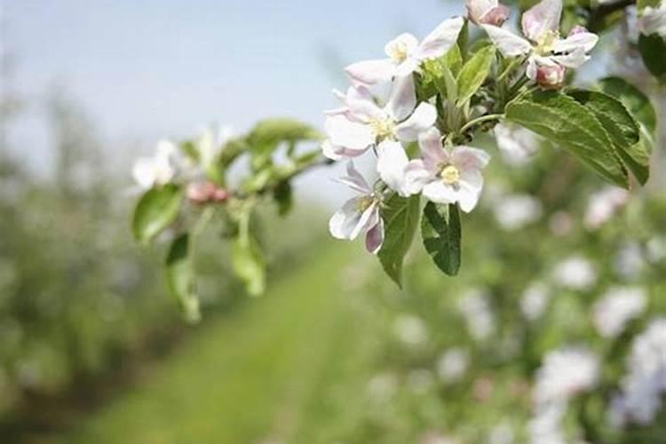 守护果实的启航：苹果谢花后的首次药剂护航