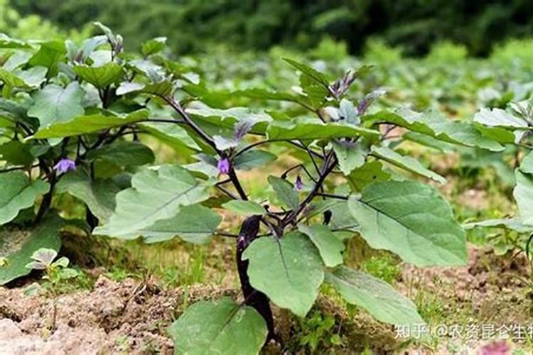 田间守护神：茄子茎腐病防治的科学药剂选择