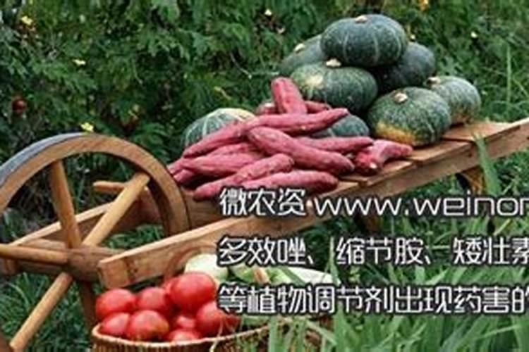 为什么使用植物生长调节剂会发生药害？