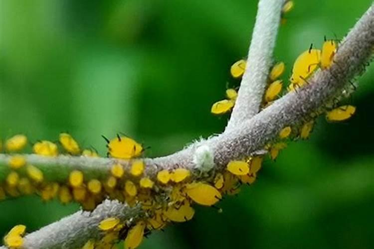 雨后蚜虫：雨水与农业害虫的微妙关系