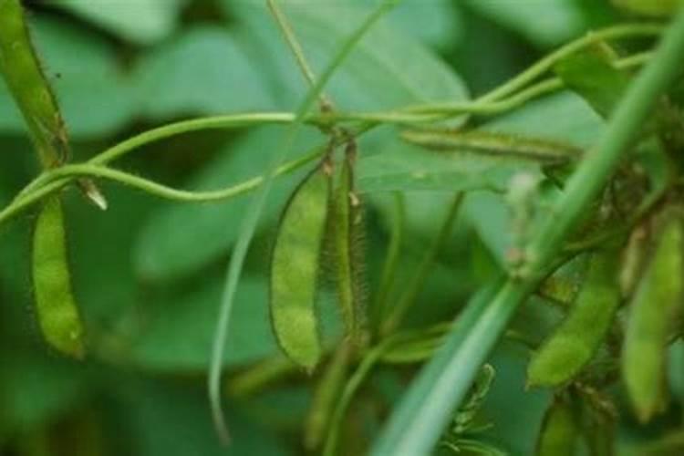 荷兰豆豆荚干枯，是什么原因造成？