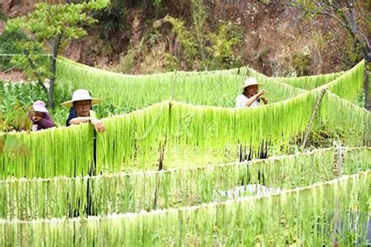 贡菜种植技术和时间