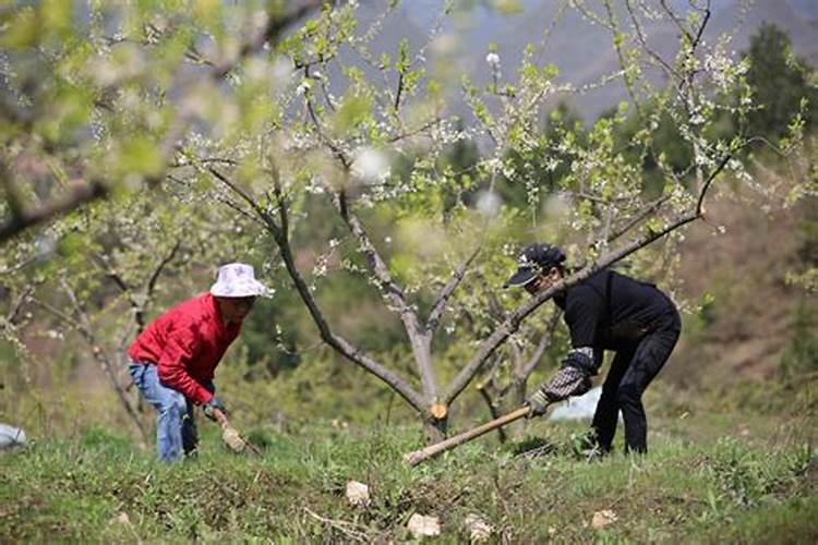 花前施肥，果满枝头——探讨果树花前喷施叶面肥的黄金法则