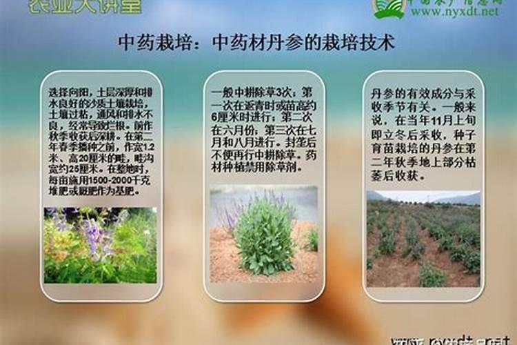 中药材种植的艺术：掌握关键要点，收获绿色宝藏