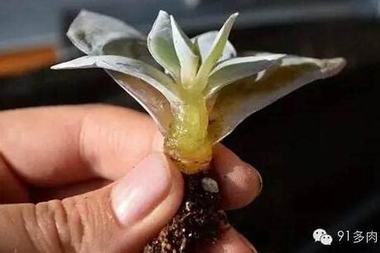 冻伤的植物怎么处理冻伤的植物如何救活