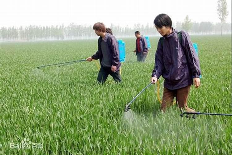 阴雨天,怎样正确使用农药？