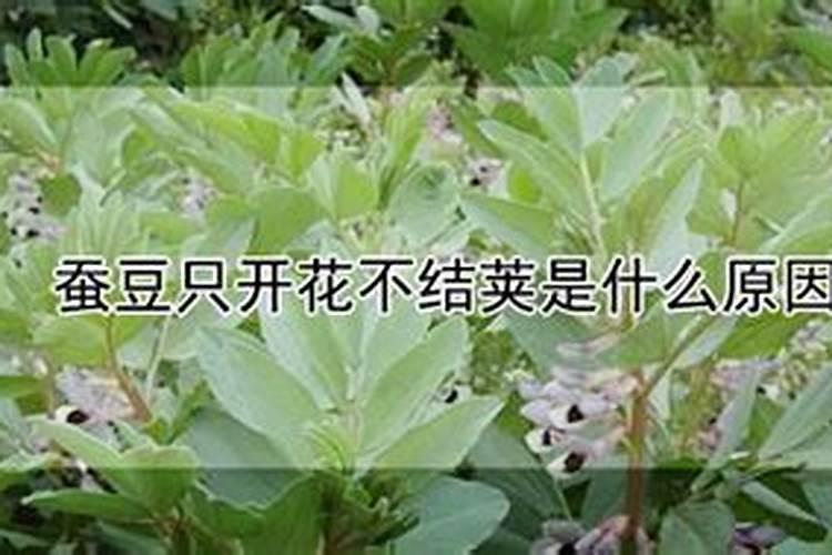 揭秘蚕豆不结荚现象：原因分析与防治策略