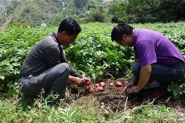 土豆有一种“免耕盖稻草”栽培法,能详细介绍一下吗？