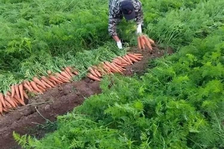 掌握胡萝卜垄种种植法提升产量与品质