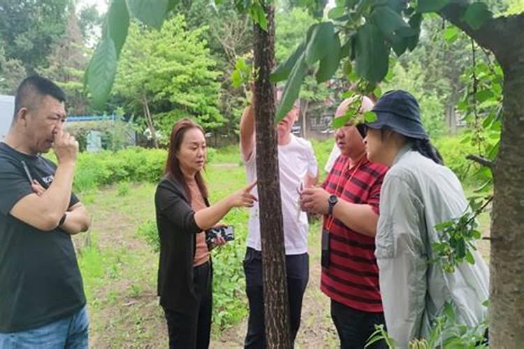 绿色守护：防治花果植物病虫害的智慧农药选择