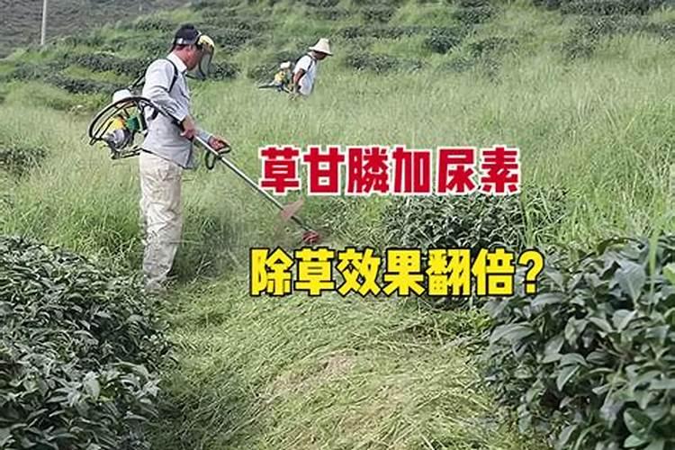 草甘膦加什么除草效果最好