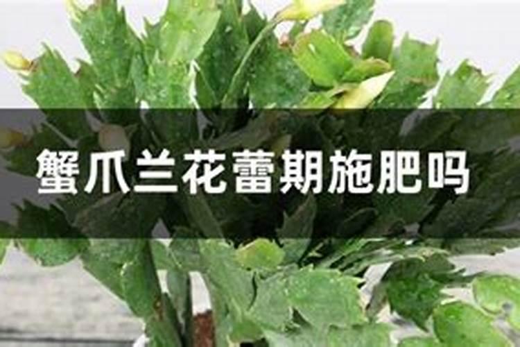 蟹爪兰花蕾期施肥吗