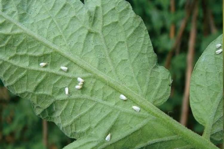 绿野仙踪：战胜香菜温室白粉虱的策略与实践