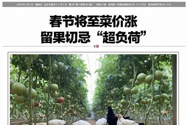 提高棚菜经济效益的妙招多：实用策略与技巧？