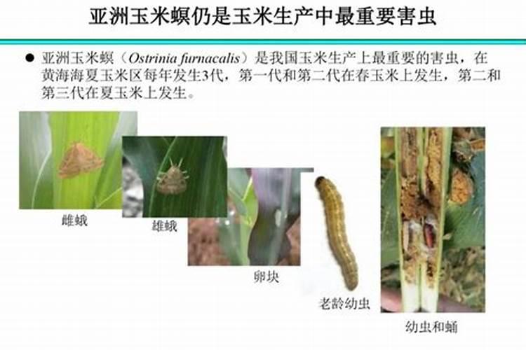 玉米螟防治：策略与药剂的科学选择