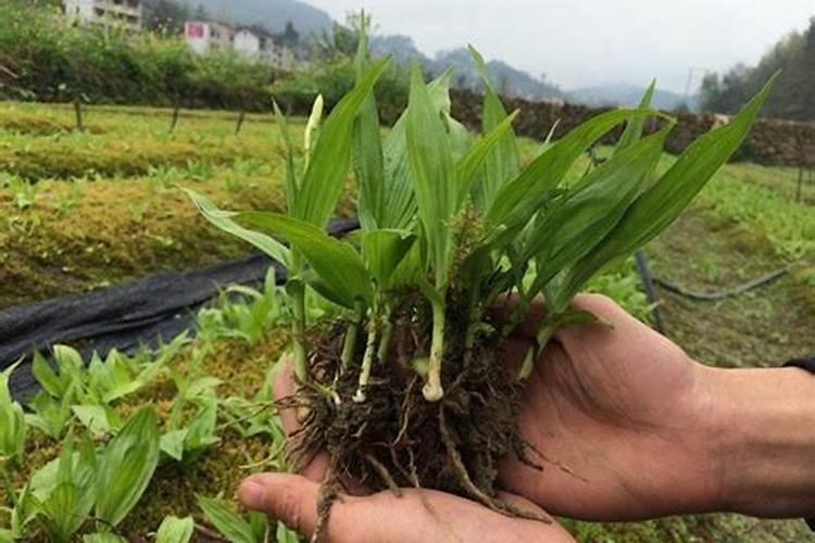 白芨栽培秘籍：传统药材的现代种植与管理智慧