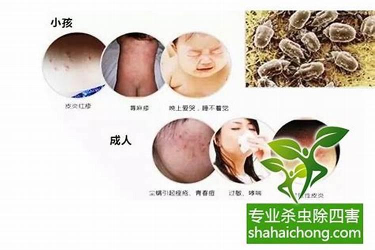 战胜食用菌螨虫：有效防治策略全解析