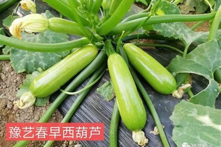 大棚西葫芦高效栽培：多项措施确保硕果累累？