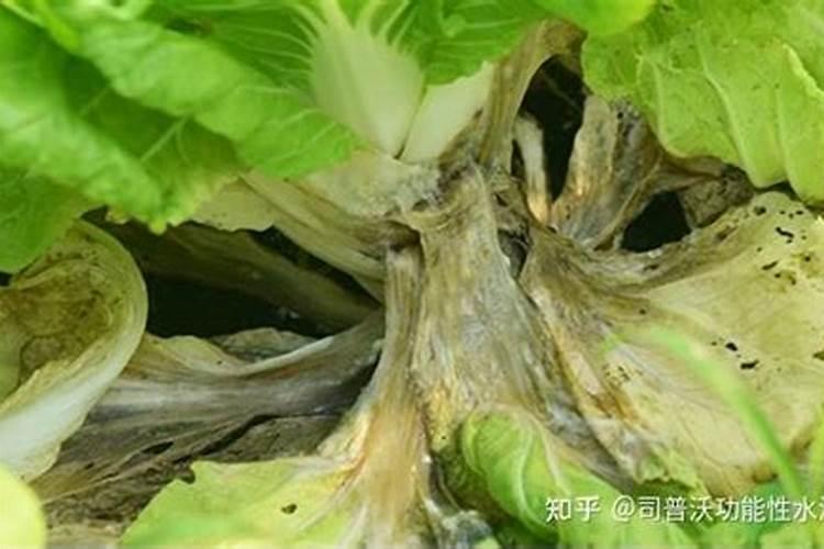 绿色守护：芥蓝菌核病的药剂防治策略解析