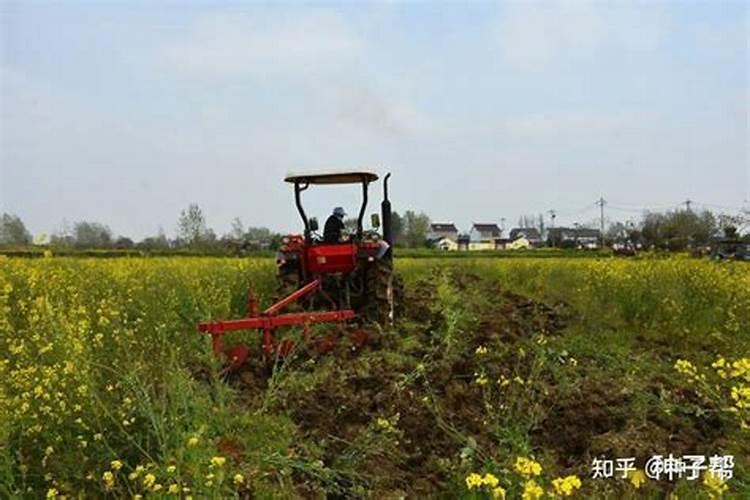 烤烟前作绿肥油菜豌豆种植技术要点