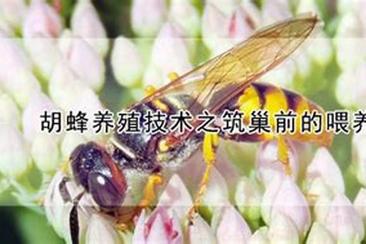 胡蜂养殖技术：筑巢前的喂养要点解析