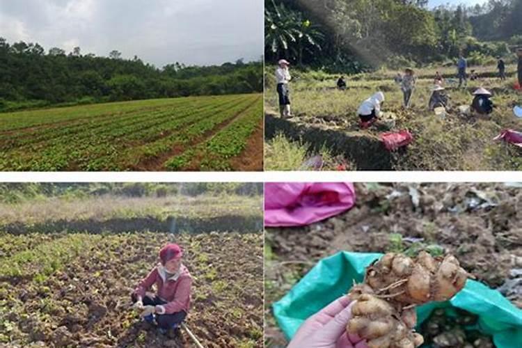 揭秘广东沙姜的种植之道：从土地选择到收获技巧