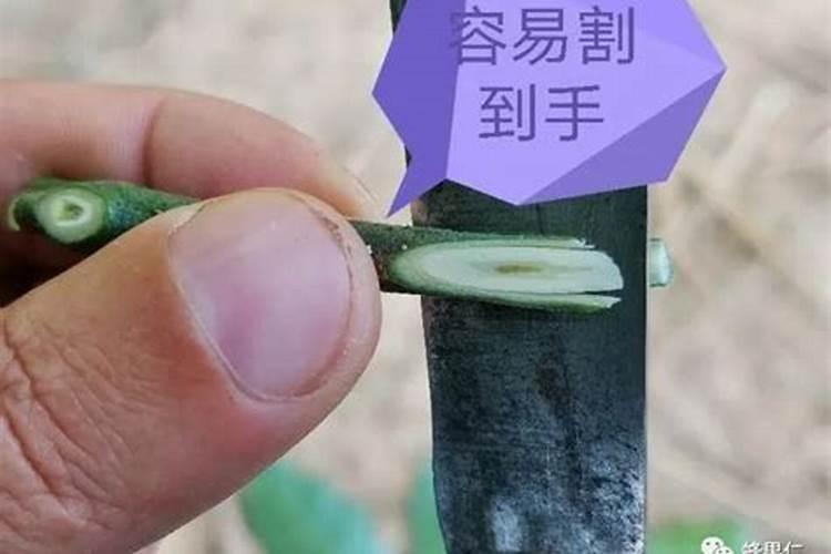 掌握苗木嫁接的艺术：常用方法与管理技巧详解？