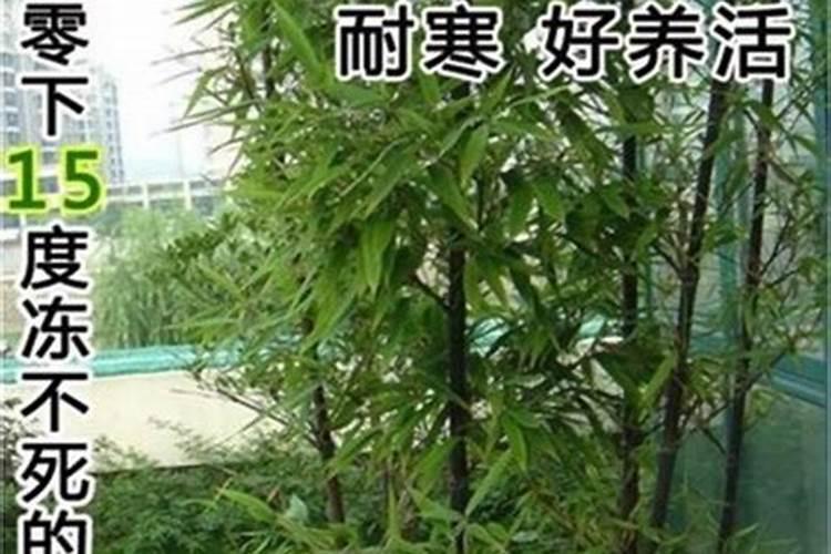 家庭绿意盎然：竹子种植全攻略