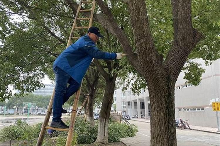 保护植物安全过冬