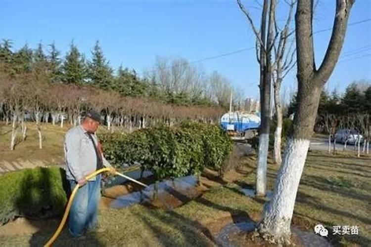 夏季园林种植工程中苗木无故死亡的原因