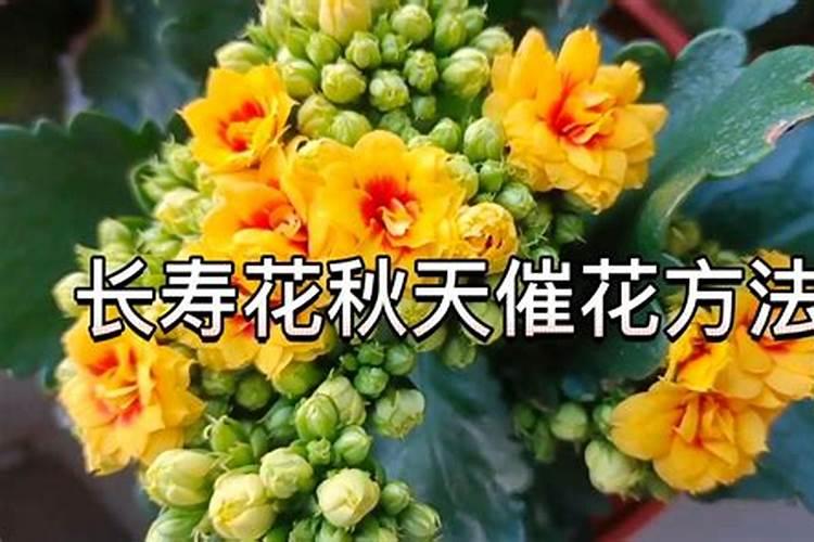 怎么样才能让长寿花的叶子更绿,花更多？