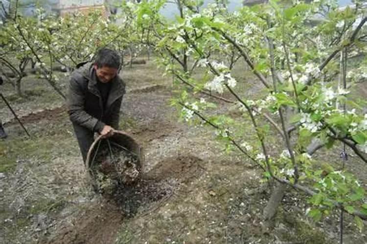 梨树的施肥之道：如何科学地为梨树提供养分？