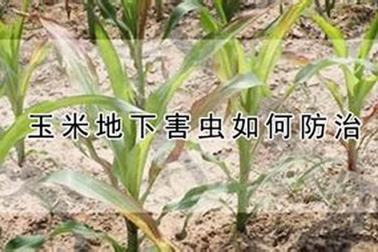 守护金黄宝藏：玉米地下害虫的综合防治策略