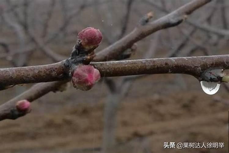 桃树秋季芽大量萌发的原因是什么？