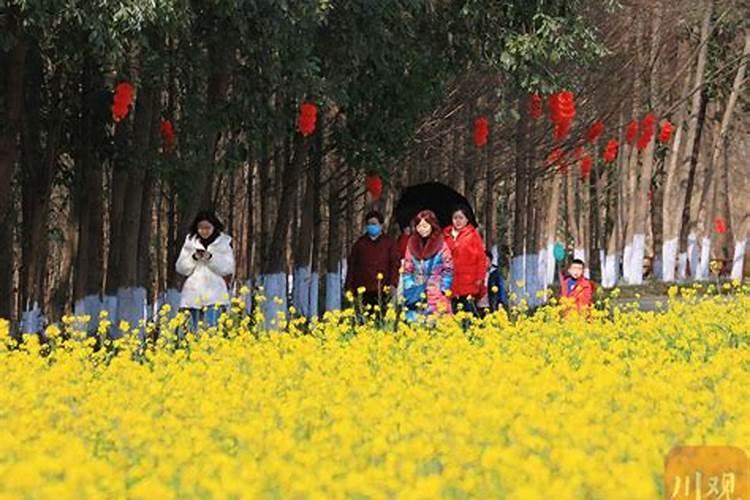 成都油菜花什么时候开