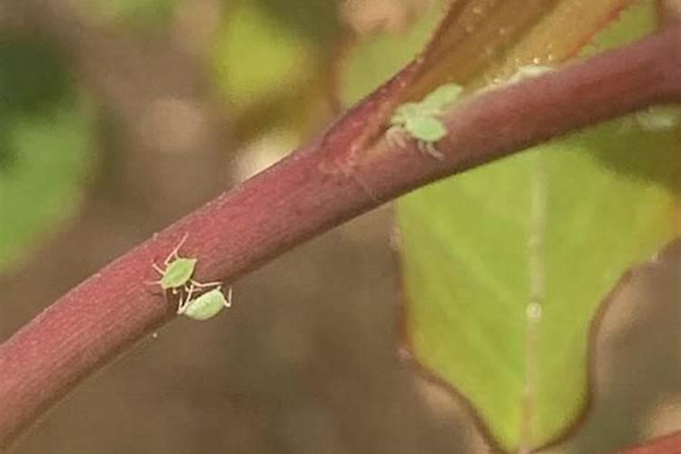 自然之道：无药剂解决蔬菜上的蚜虫问题