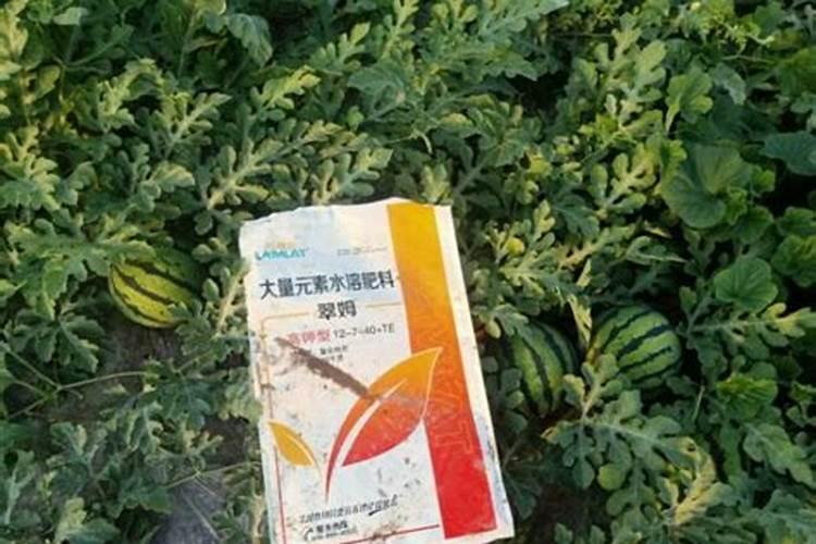 守护甜蜜果实：有效防治西瓜病毒病的用药策略