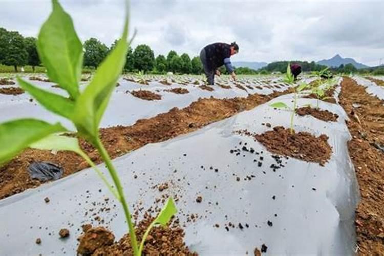 绿色增产秘籍：地膜直播辣椒田间管理全解析