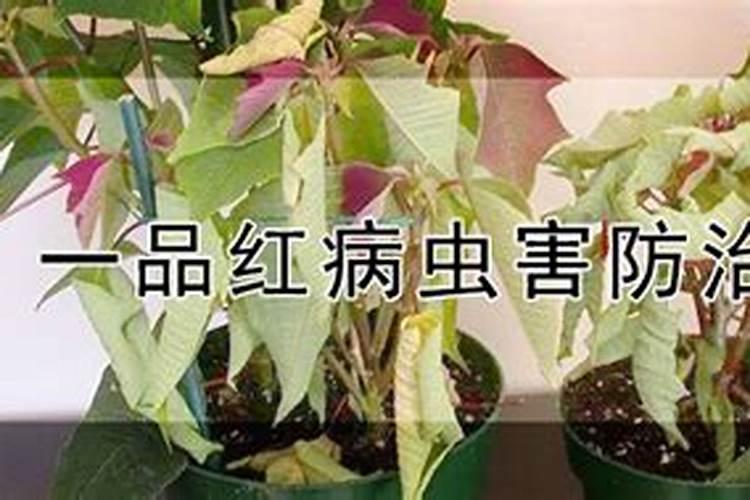 战胜一品红病虫害：策略与施药技巧详解