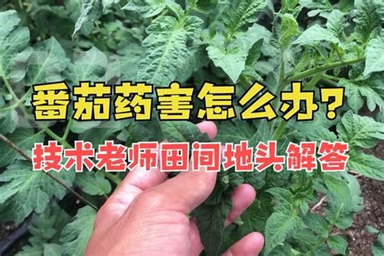 田间守护者：番茄药害识别与绿色解决之道