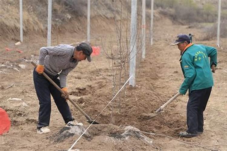 新建矮砧密植注意事项