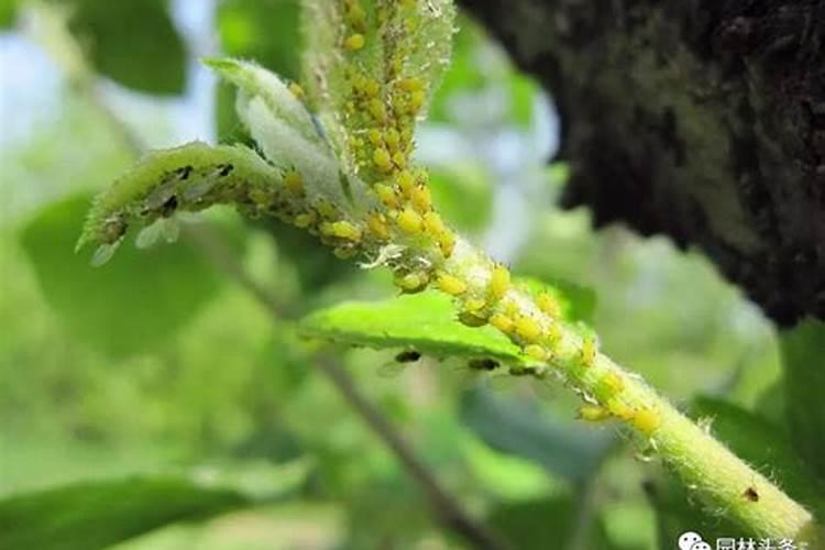 绿色守护：植物药剂在蚜虫防治中的应用