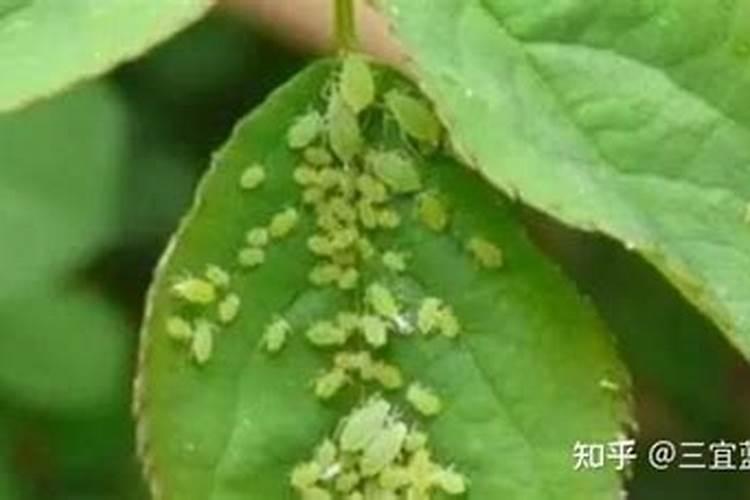 太平花的病虫害防治方法：守护花园中的宁静之美？