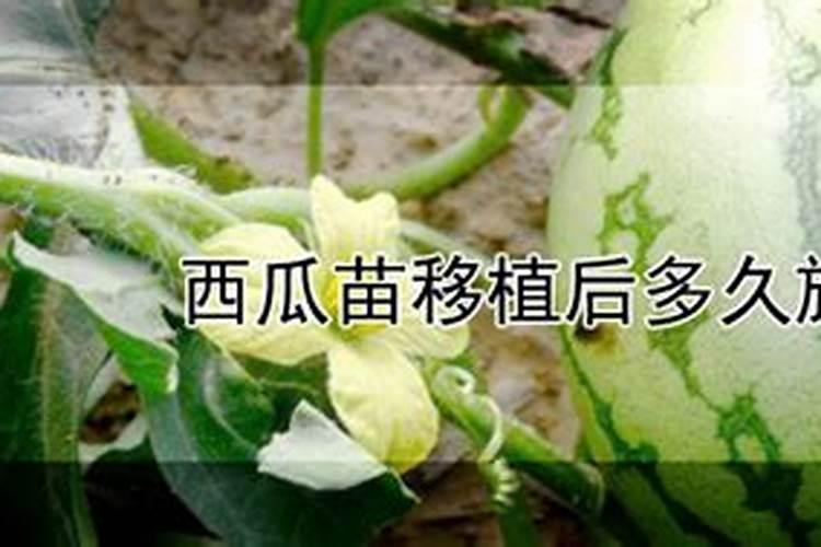 西瓜苗移植后施肥的黄金时机：确保甜脆口感的关键步骤