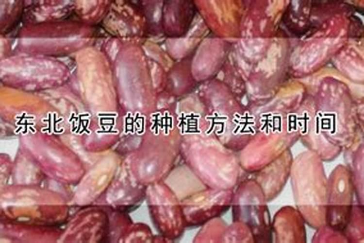 饭豆如何种植