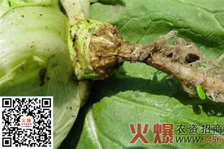 大白菜根蛆的防治方法？