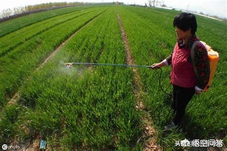 下雨后喷什么叶面肥比较好用？